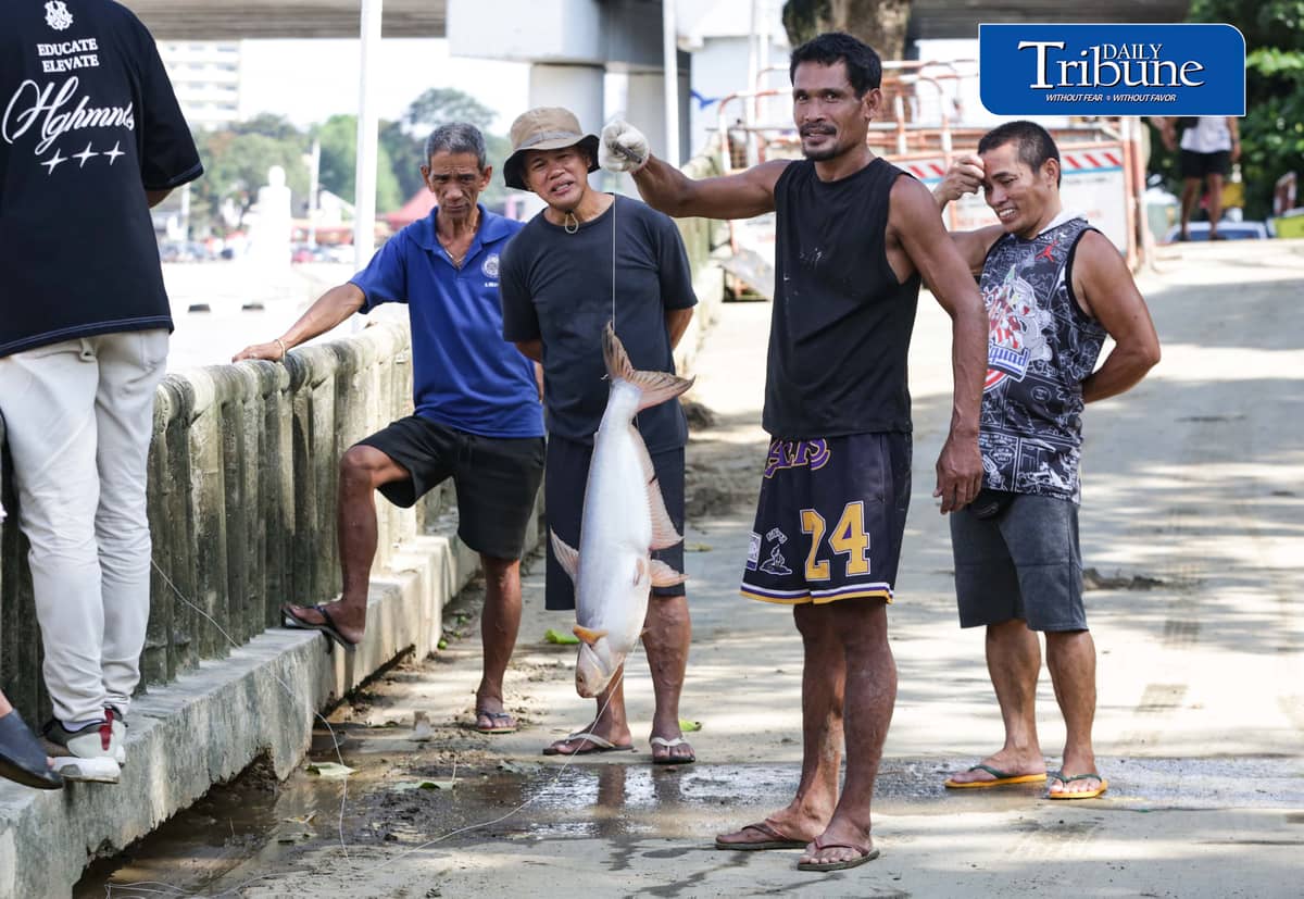 (August 20 2026) Local fishers caught large cream dory fish weighing 5 to 7 kilos at the Marikina River, on Thursday August 20 2026, following heavy rains and  water levels rising, cream dory fish often catch when the water level rise due to heavy rains. Photo/Analy Labor