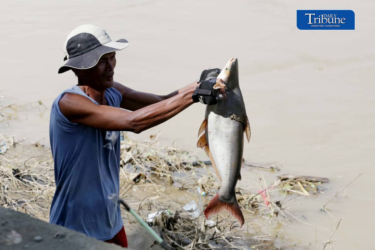 (August 20 2026) Local fishers caught large cream dory fish weighing 5 to 7 kilos at the Marikina River, on Thursday August 20 2026, following heavy rains and  water levels rising, cream dory fish often catch when the water level rise due to heavy rains. Photo/Analy Labor
