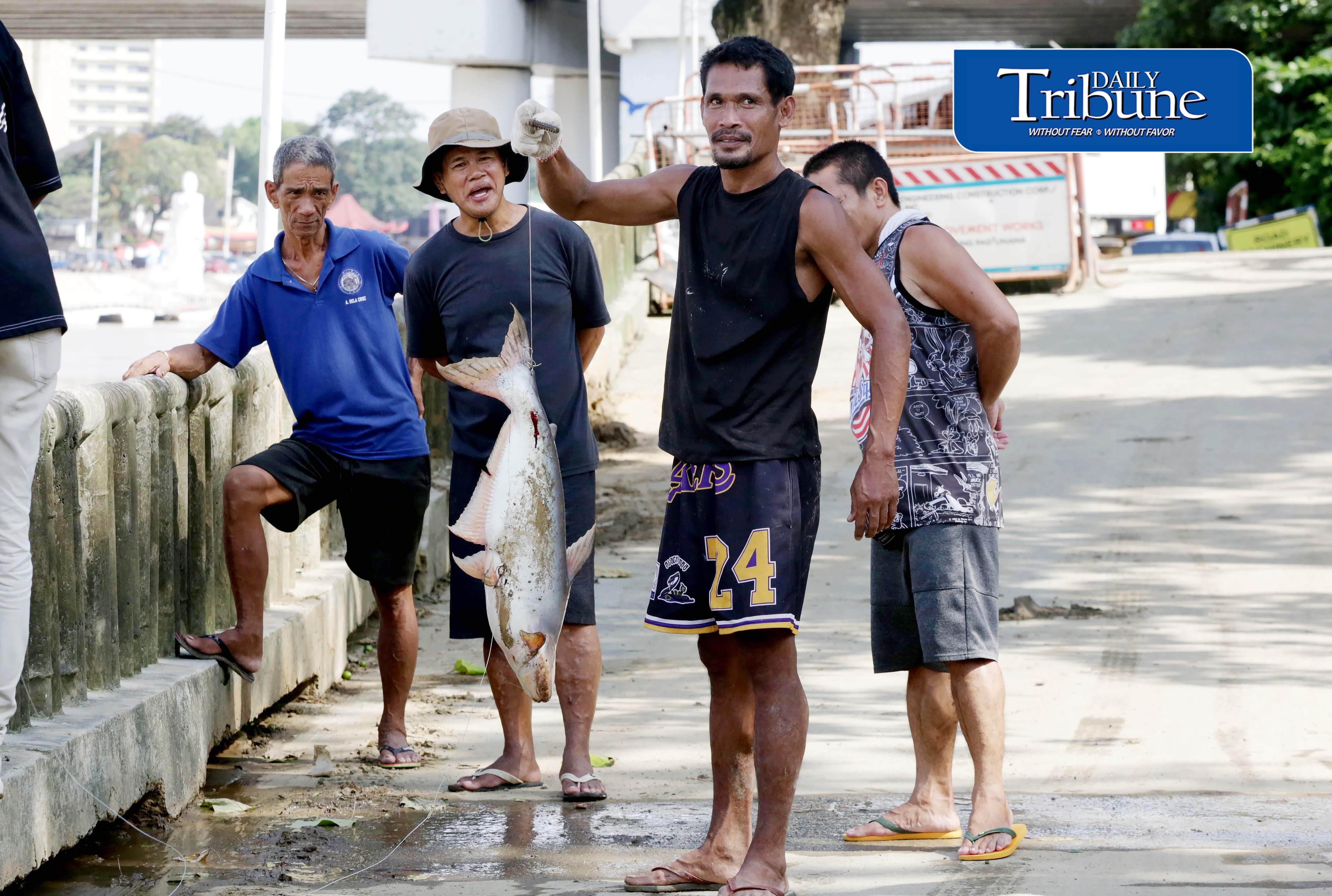 Cream Dory caught in Marikina River 