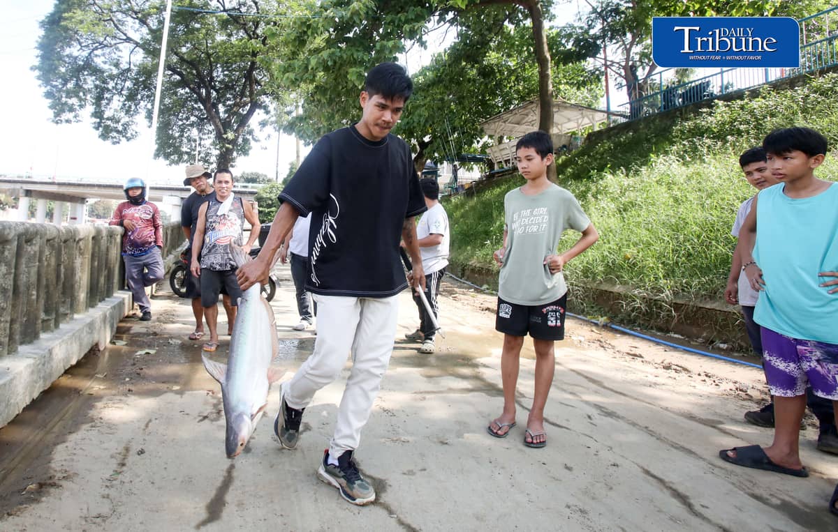 (August 20 2026) Local fishers caught large cream dory fish weighing 5 to 7 kilos at the Marikina River, on Thursday August 20 2026, following heavy rains and  water levels rising, cream dory fish often catch when the water level rise due to heavy rains. Photo/Analy Labor