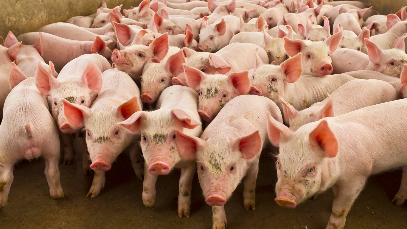Benguet veterinarians tighten biosecurity vs ASF