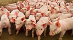 Benguet veterinarians tighten biosecurity vs ASF