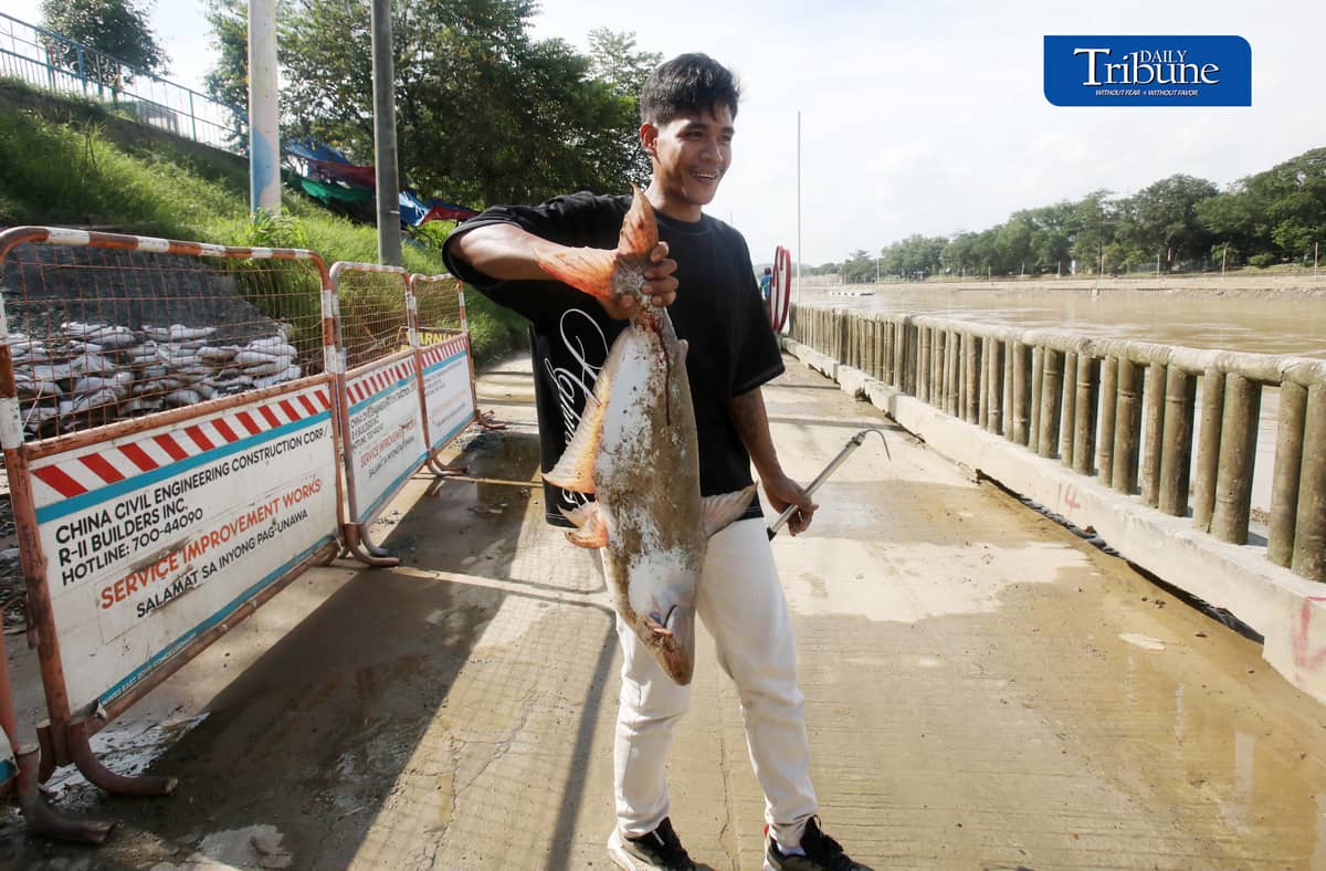 (August 20 2026) Local fishers caught large cream dory fish weighing 5 to 7 kilos at the Marikina River, on Thursday August 20 2026, following heavy rains and  water levels rising, cream dory fish often catch when the water level rise due to heavy rains. Photo/Analy Labor