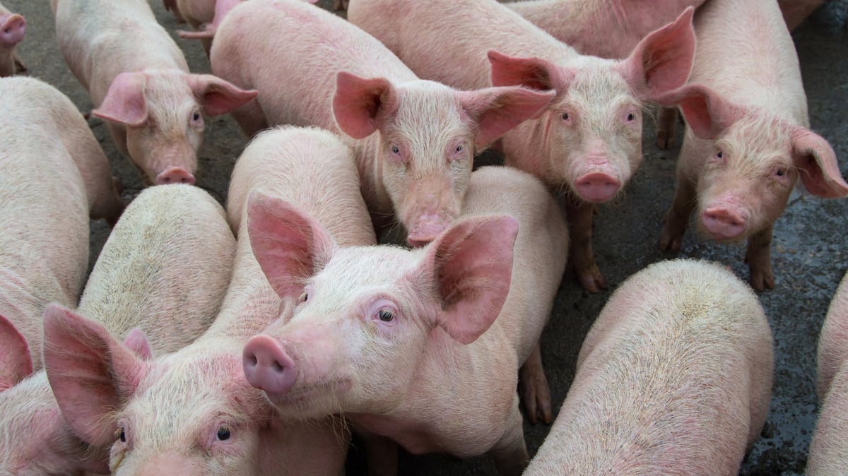 Benguet culls nearly 400 pigs due to ASF