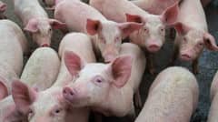 Benguet culls nearly 400 pigs due to ASF