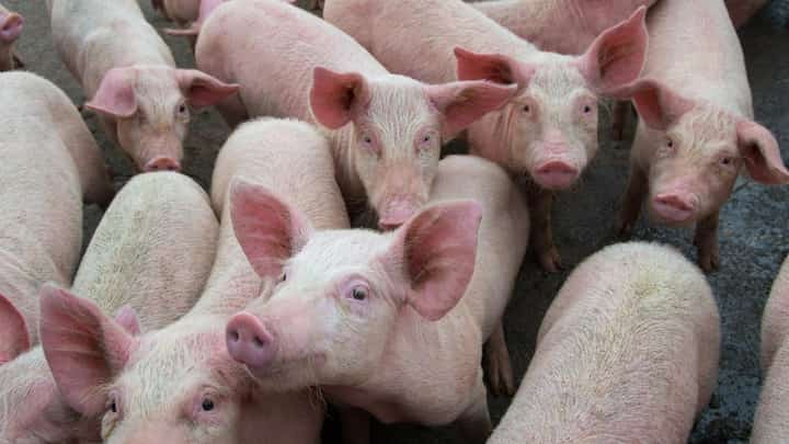 Benguet culls nearly 400 pigs due to ASF