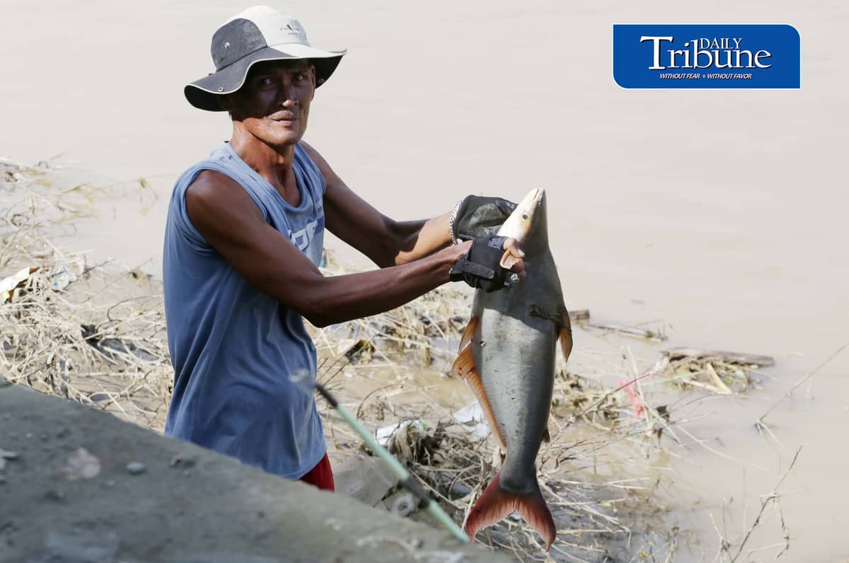 (August 20 2026) Local fishers caught large cream dory fish weighing 5 to 7 kilos at the Marikina River, on Thursday August 20 2026, following heavy rains and  water levels rising, cream dory fish often catch when the water level rise due to heavy rains. Photo/Analy Labor