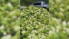 Benguet farmers face spoilage losses following typhoons Luis, Maymay