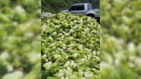 Benguet farmers face spoilage losses following typhoons Luis, Maymay