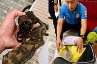 A .357 Smith & Wesson Magnum revolver was recovered from the school bag of a 14-year-old student at Lut-od National High School in Pinamungajan, Cebu, after a teacher conducted a surprise bag inspection on Thursday. The unloaded firearm was secured by responding police after the school administration sought assistance.