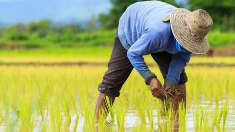 Capiz growers learn sustainable farming