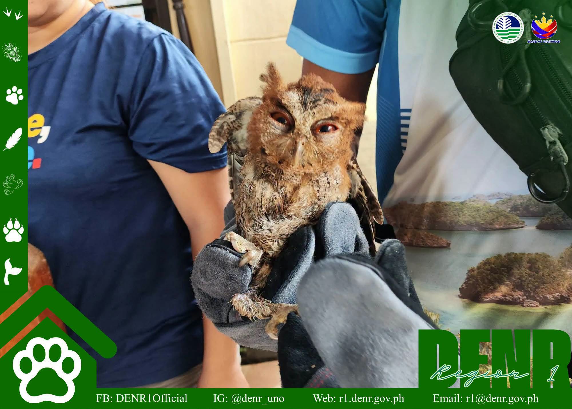 Philippine scops owl rescued in Pangasinan