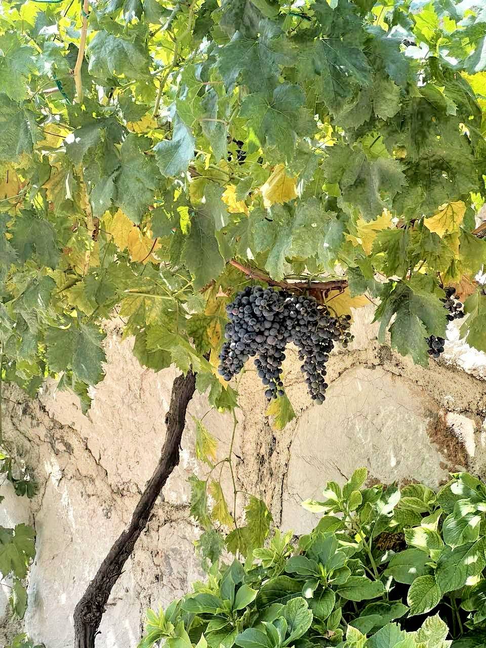 Grapes from vines all over the area.