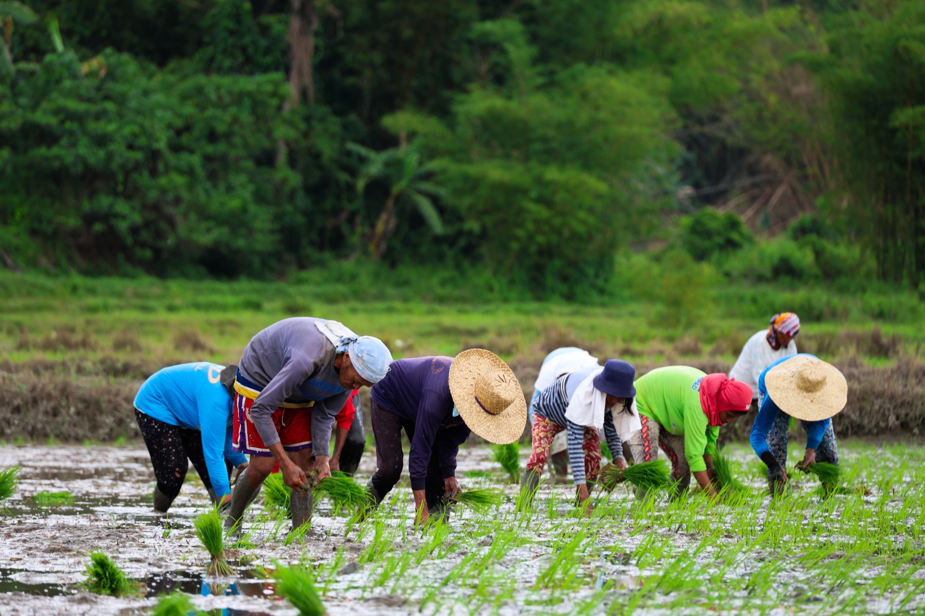 DA expands hybrid WV rice farms 