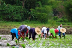 DA expands hybrid WV rice farms 