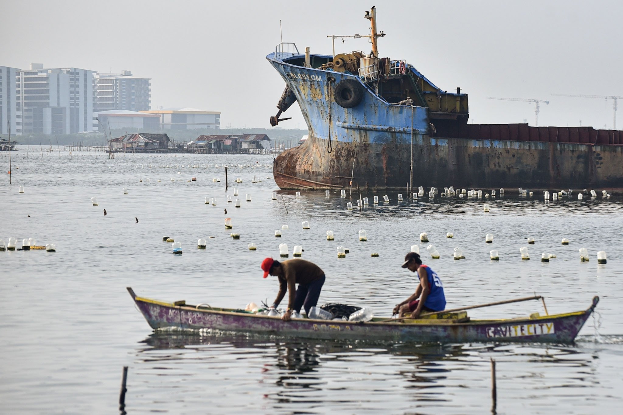 Premature harvesting Mussels in Cavite City