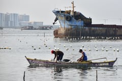 Premature harvesting Mussels in Cavite City