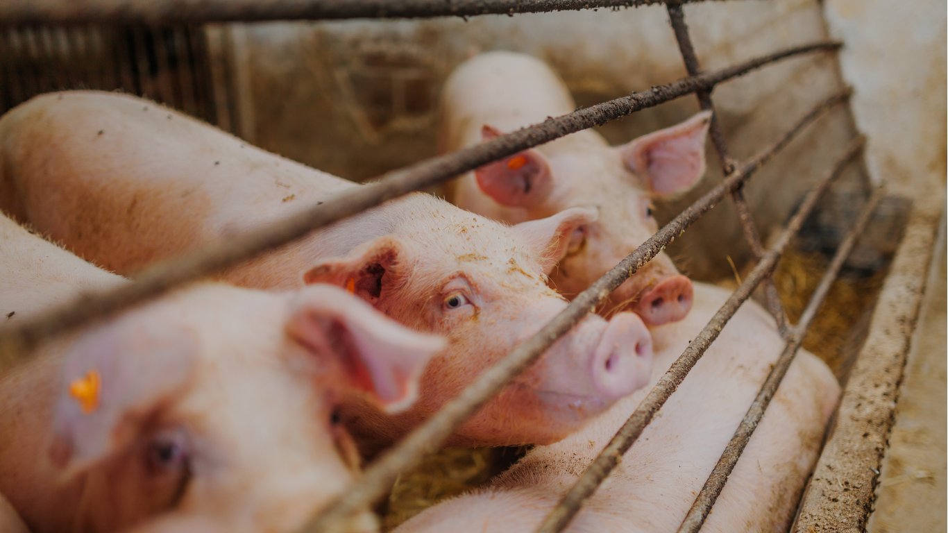 Cebu extends pork imports ban