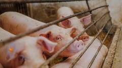 Cebu extends pork imports ban
