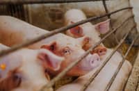 Cebu extends pork imports ban