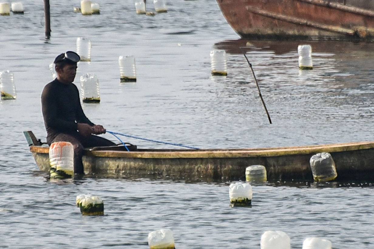 Fishermen in Cavite City were forced to prematurely harvest their mussels after a ship damaged at least 10 tahong farms on Monday, 24 August. | Zedrich Xylak Madrid