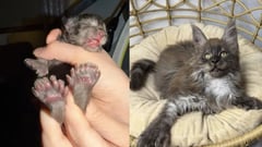 Pusang may 29 na daliri, nasungkit ang Guinness World Record