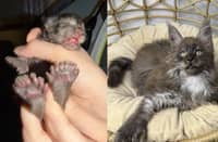 Pusang may 29 na daliri, nasungkit ang Guinness World Record