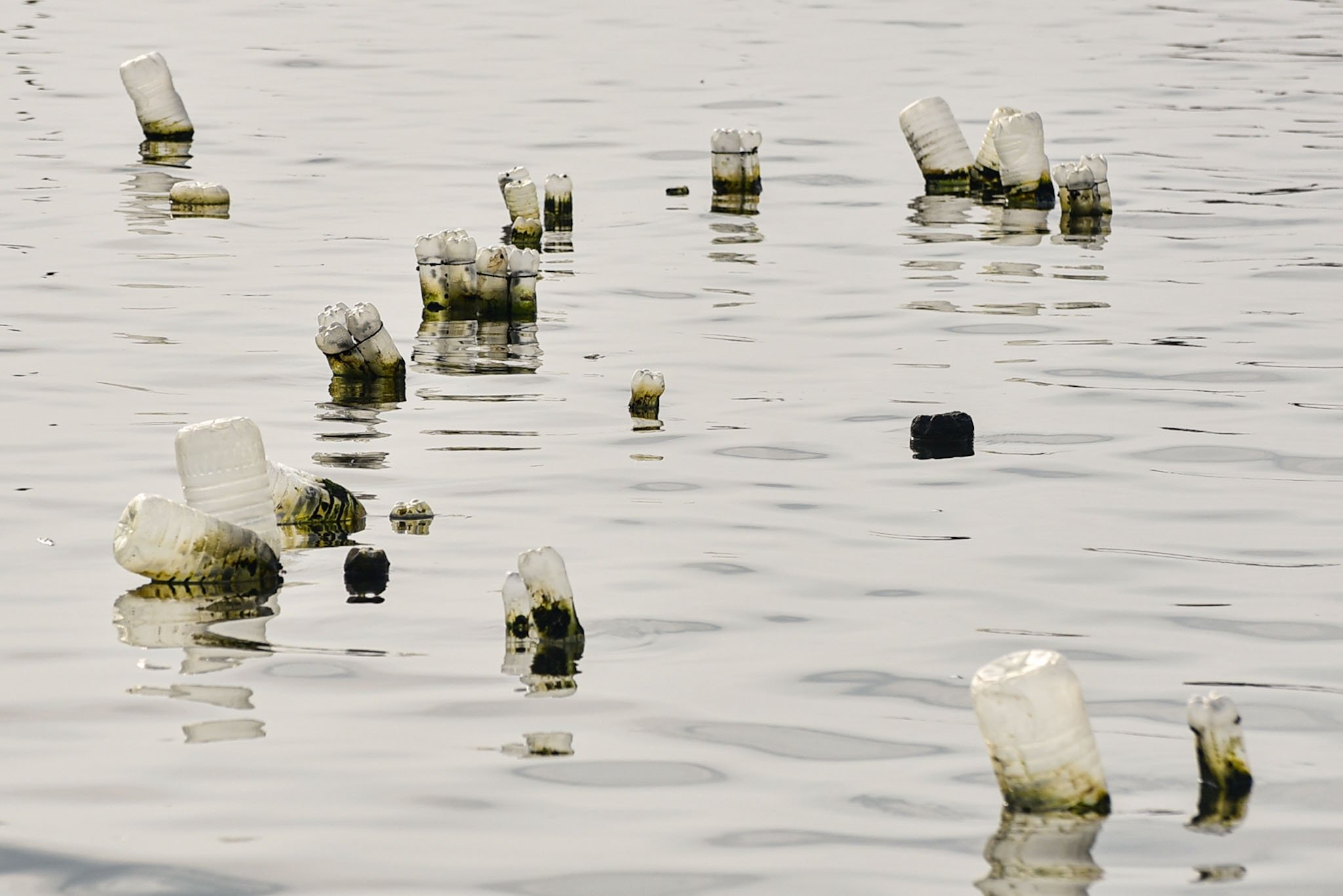 Mussel farms in Cavite City