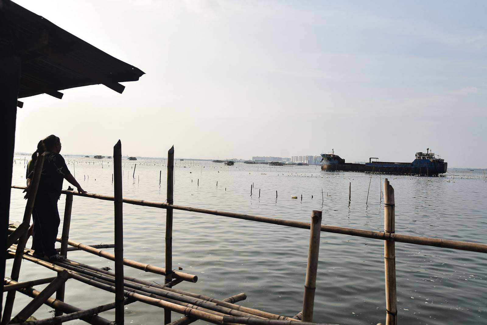 Fishermen in Cavite City were forced to prematurely harvest their mussels after a ship damaged at least 10 tahong farms on Monday, 24 August. | Zedrich Xylak Madrid