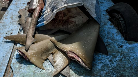 Chinese vessel detained with banned shark fins