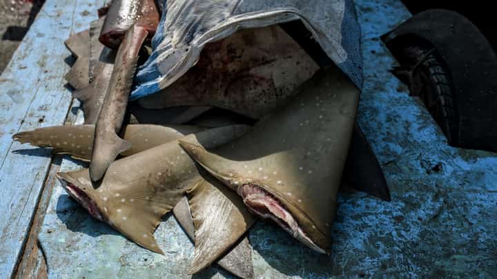 Chinese vessel detained with banned shark fins