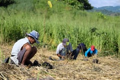 BCDA, partners reach 75% of New Clark City reforestation goal