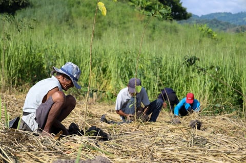 BCDA, partners reach 75% of New Clark City reforestation goal