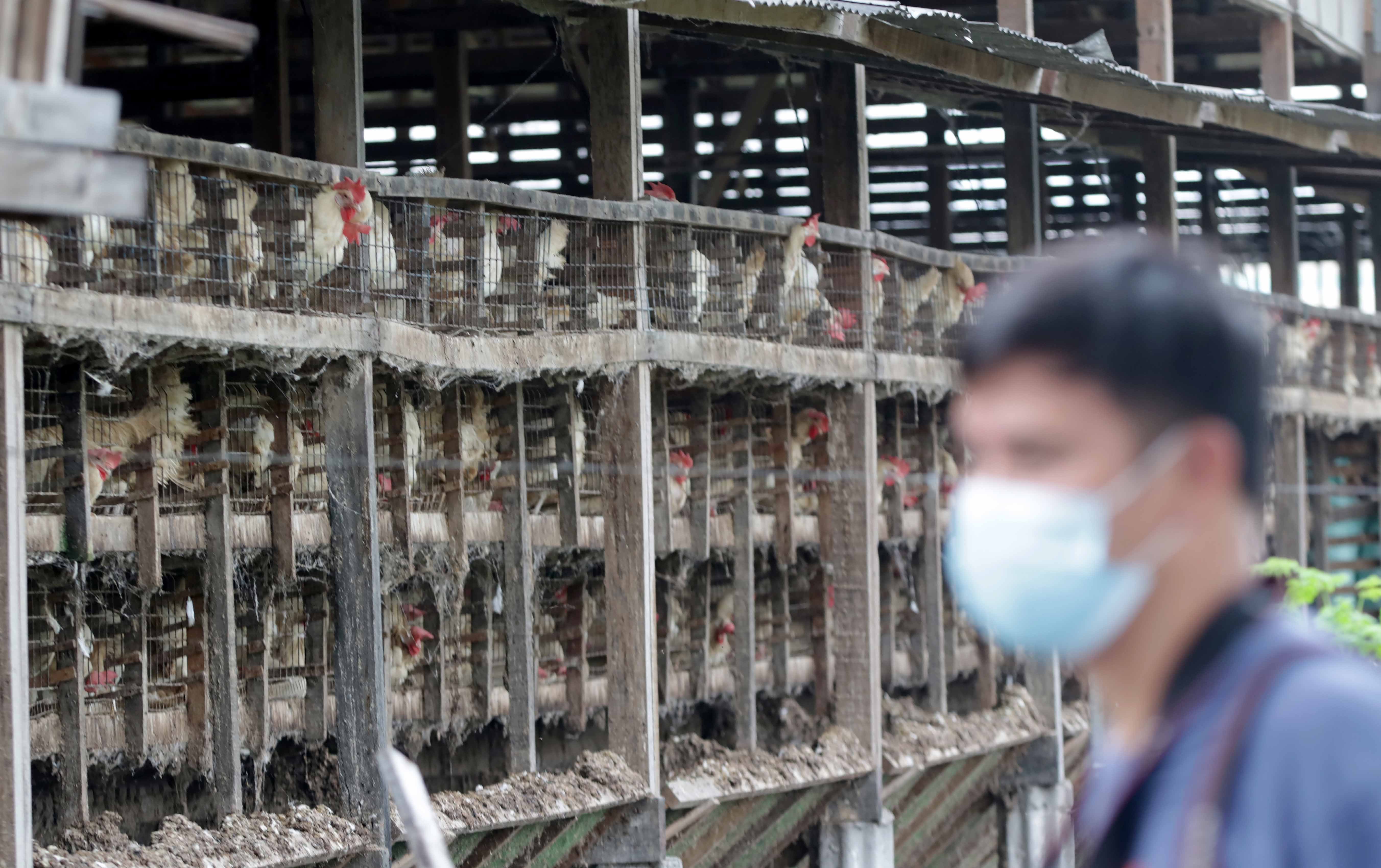 Iloilo town officials step down over poultry farm dispute
