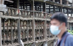 Iloilo town officials step down over poultry farm dispute
