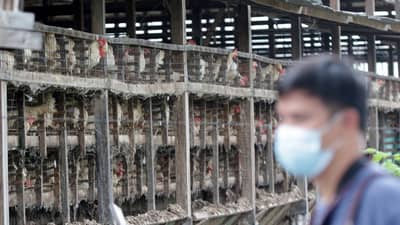 A poultry farm worker wears a mask to protect himself from dust and feces particles.