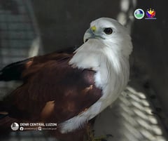 Three Brahminy kites released in Biak-na-Bato park