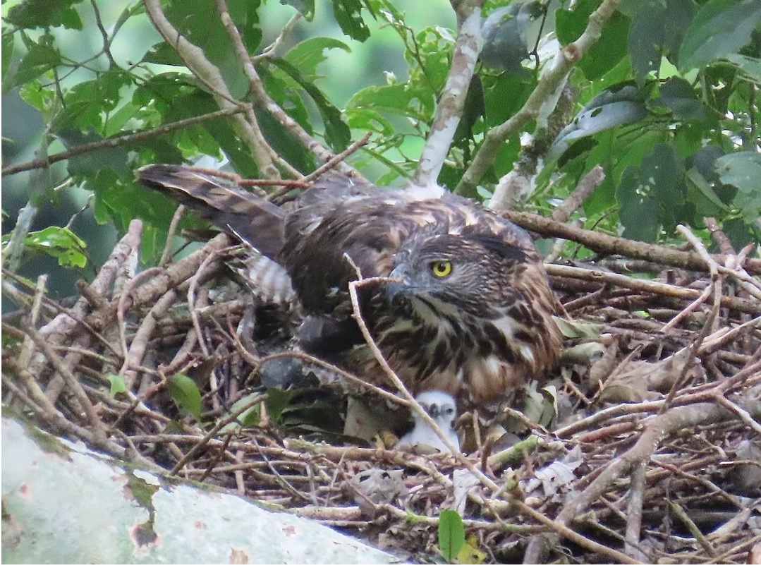 Hawk-eagle nest found in Leyte forest