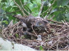 Hawk-eagle nest found in Leyte forest