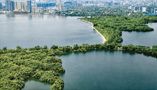 Mangrove forests serve as a natural barrier that helps protect coastal communities from storm surges.