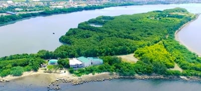 Las Piñas-Parañaque Wetland Park serves as Metro Manila’s natural shield