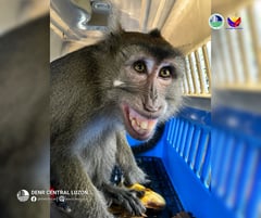 Monkey, two snakes rescued in Bataan