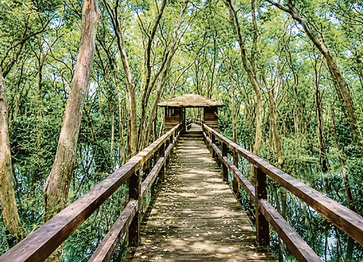 Boardwalk