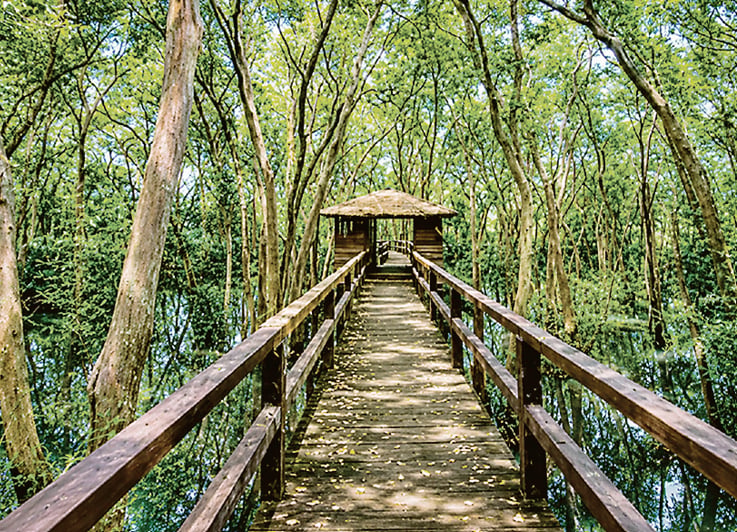 Boardwalk