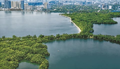 Las Piñas–Parañaque Wetland Park: Protecting Nature, Safeguarding the Future
