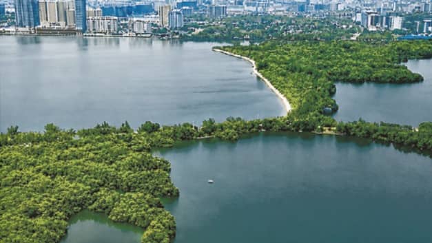 Las Piñas–Parañaque Wetland Park: Protecting Nature, Safeguarding the Future