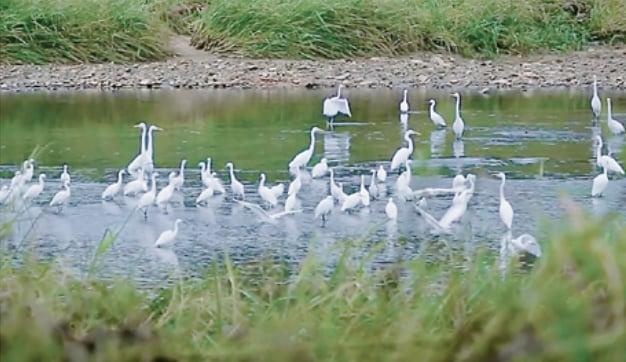 LPPWP provides habitat for resident and migratory birds