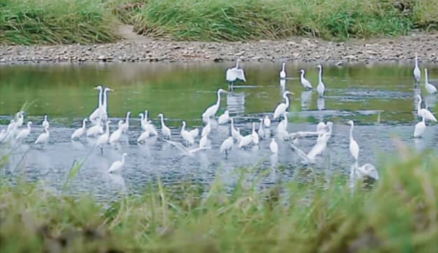 LPPWP provides habitat for resident and migratory birds