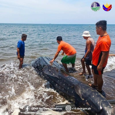 Whale shark found dead in Misamis Oriental coastline