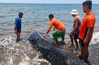 Whale shark found dead in Misamis Oriental coastline